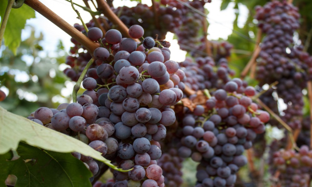 Otkrivene stare srpske sorte vinove loze potpuno nepoznate svetskoj enologiji