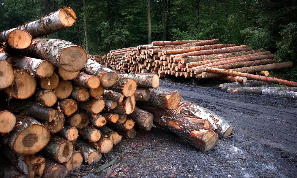 Prethodne godine više drva posečeno nego tokom 2020.