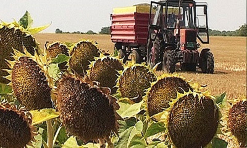 Sunce spržilo suncokret - rod za trećinu manji od proseka
