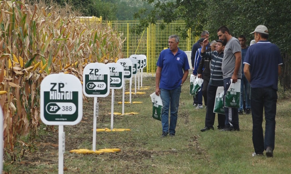 DANI POLJA ZP HIBRIDI U ĆIRIKOVCU