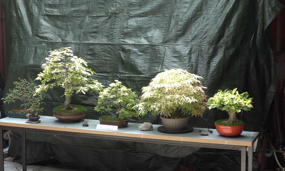 Bonsai izložba u Atrijumu Centra za kulturu - mala stabla, velika priča
