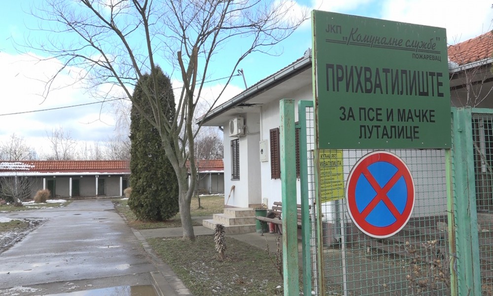 Nema zime za pse i mačke u požarevačkom prihvatilištu
