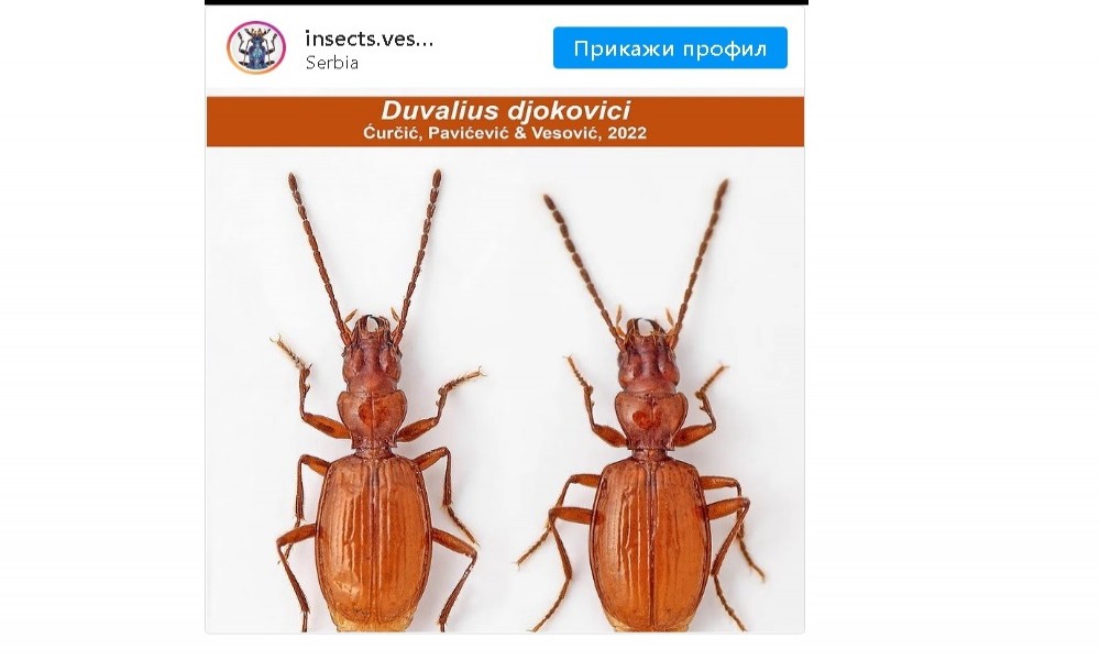 Novi insekt pronađen u Srbiji, nazvan po Novaku Đokoviću